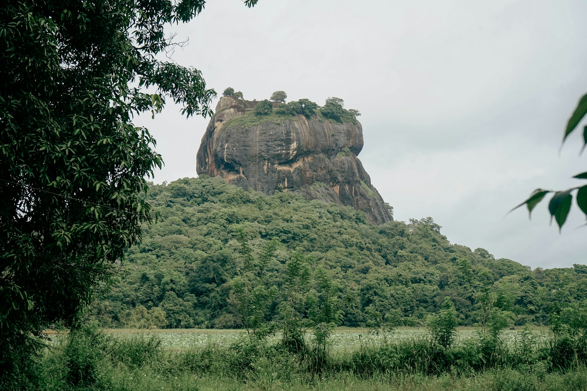 a large rock in the middle of a forest